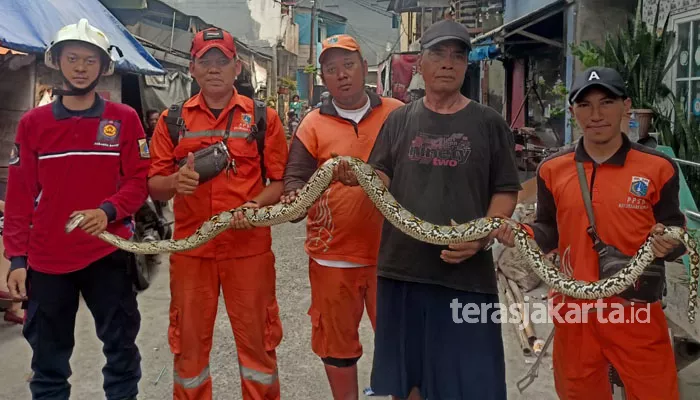 Ular Pyton Masuk Ke Pemukiman